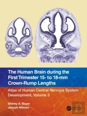 The Human Brain During The First Trimester 15- To 18-Mm Crown-Rump Lengths