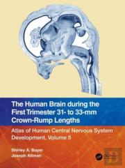 The Human Brain During The First Trimester 31- To 33-Mm Crown-Rump Lengths