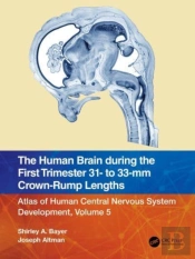 The Human Brain During The First Trimester 31- To 33-Mm Crown-Rump Lengths