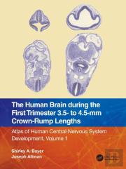 The Human Brain During The First Trimester 3.5- To 4.5-Mm Crown-Rump Lengths