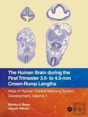 The Human Brain During The First Trimester 3.5- To 4.5-Mm Crown-Rump Lengths