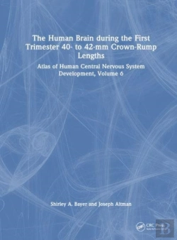 Bertrand.pt - The Human Brain During The First Trimester 40- To 42-Mm Crown-Rump Lengths