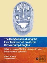 The Human Brain During The First Trimester 40- To 42-Mm Crown-Rump Lengths