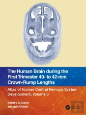 The Human Brain During The First Trimester 40- To 42-Mm Crown-Rump Lengths