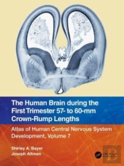 The Human Brain During The First Trimester 57- To 60-Mm Crown-Rump Lengths