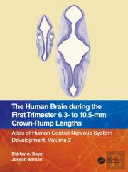 The Human Brain During The First Trimester 6.3- To 10.5-Mm Crown-Rump Lengths