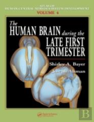 The Human Brain During The Late First Trimester