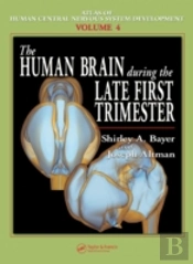 The Human Brain During The Late First Trimester