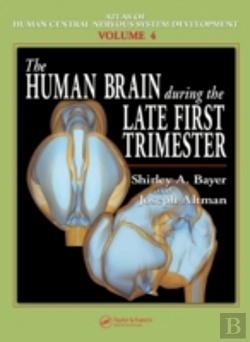 Bertrand.pt - The Human Brain During The Late First Trimester