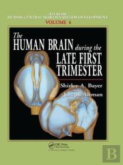 The Human Brain During The Late First Trimester