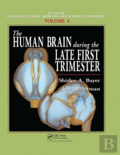 The Human Brain During The Late First Trimester