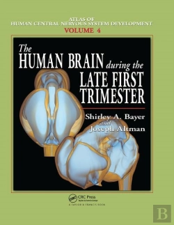 Bertrand.pt - The Human Brain During The Late First Trimester