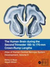 The Human Brain During The Second Trimester 160â€“ To 170â€“Mm Crown-Rump Lengths