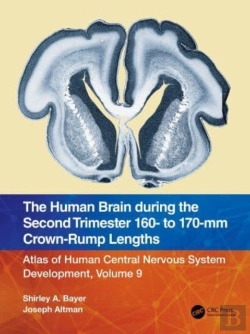 Bertrand.pt - The Human Brain During The Second Trimester 160â€“ To 170â€“Mm Crown-Rump Lengths