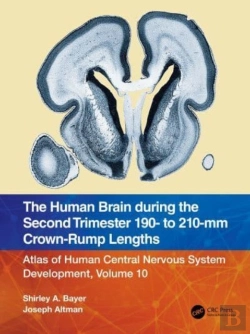 Bertrand.pt - The Human Brain During The Second Trimester 190â€“ To 210â€“Mm Crown-Rump Lengths