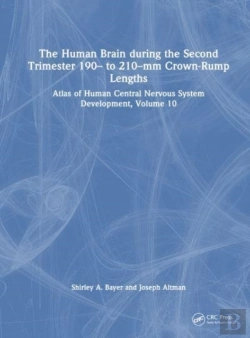 Bertrand.pt - The Human Brain During The Second Trimester 190â€“ To 210â€“Mm Crown-Rump Lengths