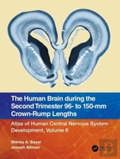 The Human Brain During The Second Trimester 96â€“ To 150â€“Mm Crown-Rump Lengths