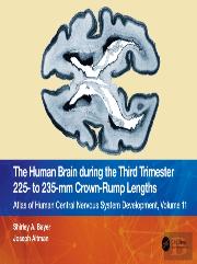 The Human Brain During The Third Trimester 225â€“ To 235â€“Mm Crown-Rump Lengths