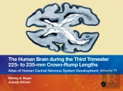 The Human Brain During The Third Trimester 225â€“ To 235â€“Mm Crown-Rump Lengths