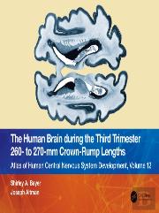 The Human Brain During The Third Trimester 260â€“ To 270â€“Mm Crown-Rump Lengths