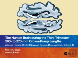 Bertrand.pt - The Human Brain During The Third Trimester 260â€“ To 270â€“Mm Crown-Rump Lengths