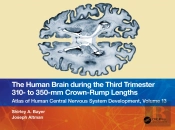 The Human Brain During The Third Trimester 310â€“ To 350â€“Mm Crown-Rump Lengths