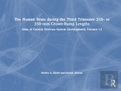 The Human Brain During The Third Trimester 310â€“ To 350â€“Mm Crown-Rump Lengths