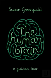 The Human Brain