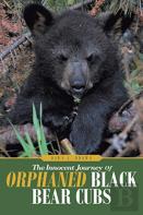 The Innocent Journey Of Orphaned Black Bear Cubs