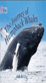 The Journey Of Humpback Whales
