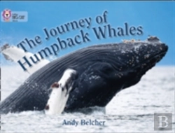Bertrand.pt - The Journey Of Humpback Whales