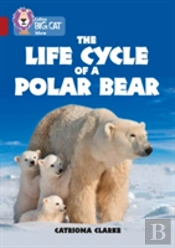 The Life Cycle Of A Polar Bear