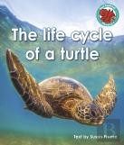 The Life Cycle Of A Turtle
