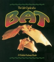 The Life Cycle Of The Bat