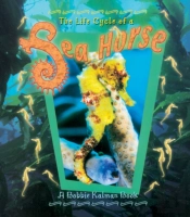 The Life Cycle Of The Sea Horse