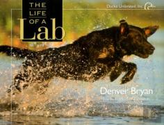The Life Of A Lab