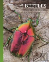 The Lives Of Beetles
