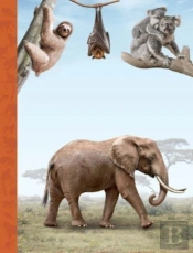 The Magnificent Book Of Animals