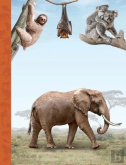 Bertrand.pt - The Magnificent Book Of Animals