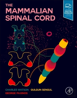 Bertrand.pt - The Mammalian Spinal Cord