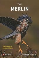 The Merlin