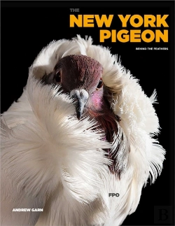Bertrand.pt - The New York Pigeon