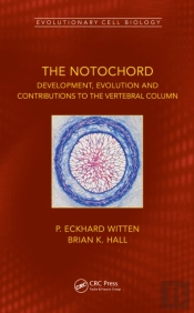 The Notochord