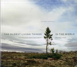Bertrand.pt - The Oldest Living Things In The World