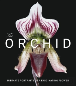 Bertrand.pt - The Orchid
