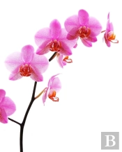 The Orchid Journal