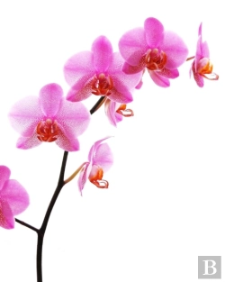 Bertrand.pt - The Orchid Journal