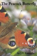 The Peacock Butterfly