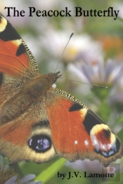 The Peacock Butterfly