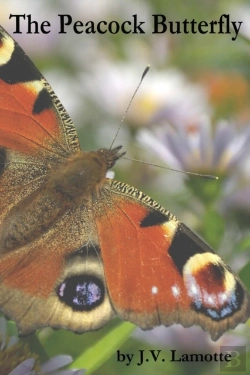Bertrand.pt - The Peacock Butterfly